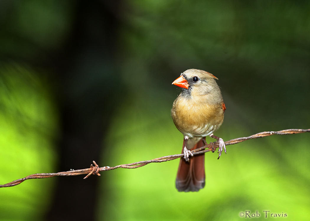 Female Cardinal on Wire...