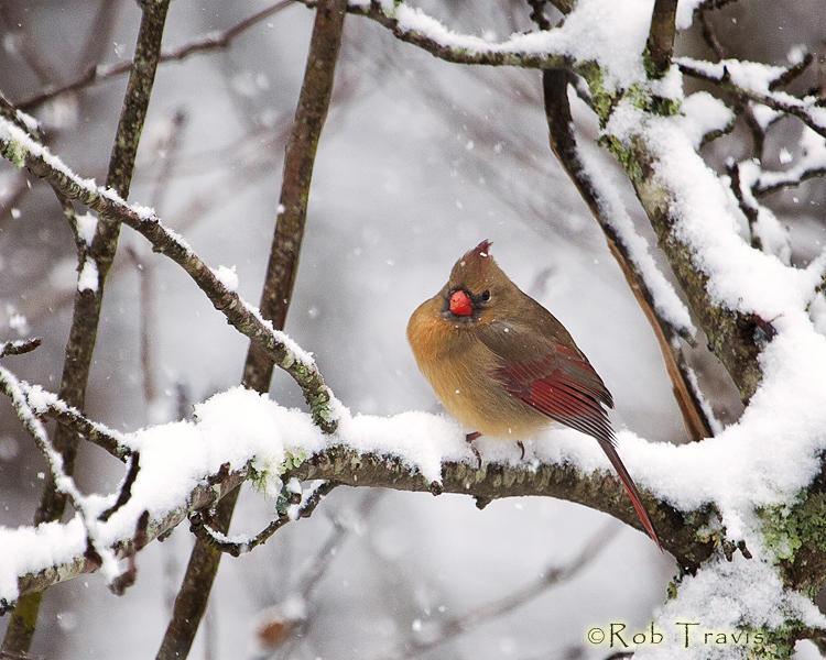 Female Cardinal on Snowy Branch 2