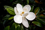 Magnolia Bloom 2