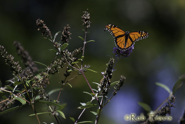 Monarch in the Breeze
