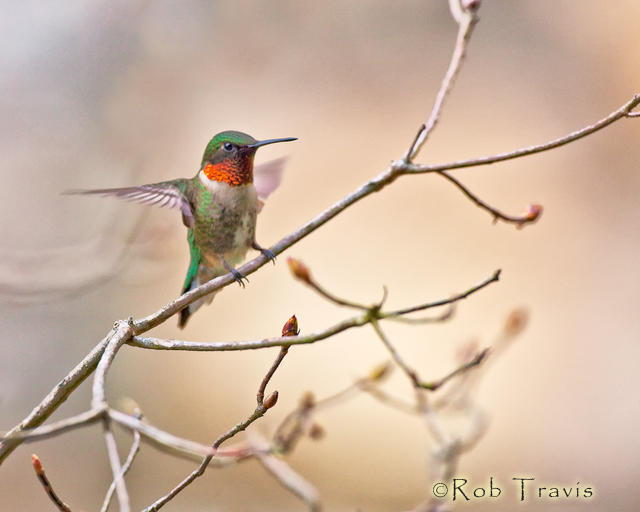 Ruby Throated Hummingbird, Landing