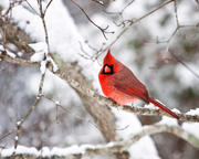 Male Cardinal on Snowy Branch