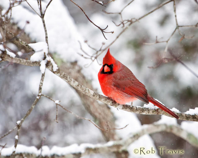 Male Cardinal on Snowy Branch