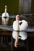 Swan Pair 1