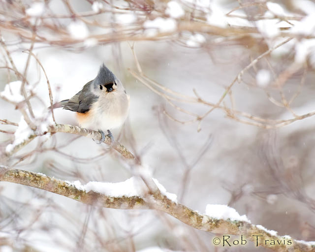 Tufted Titmouse in Snow