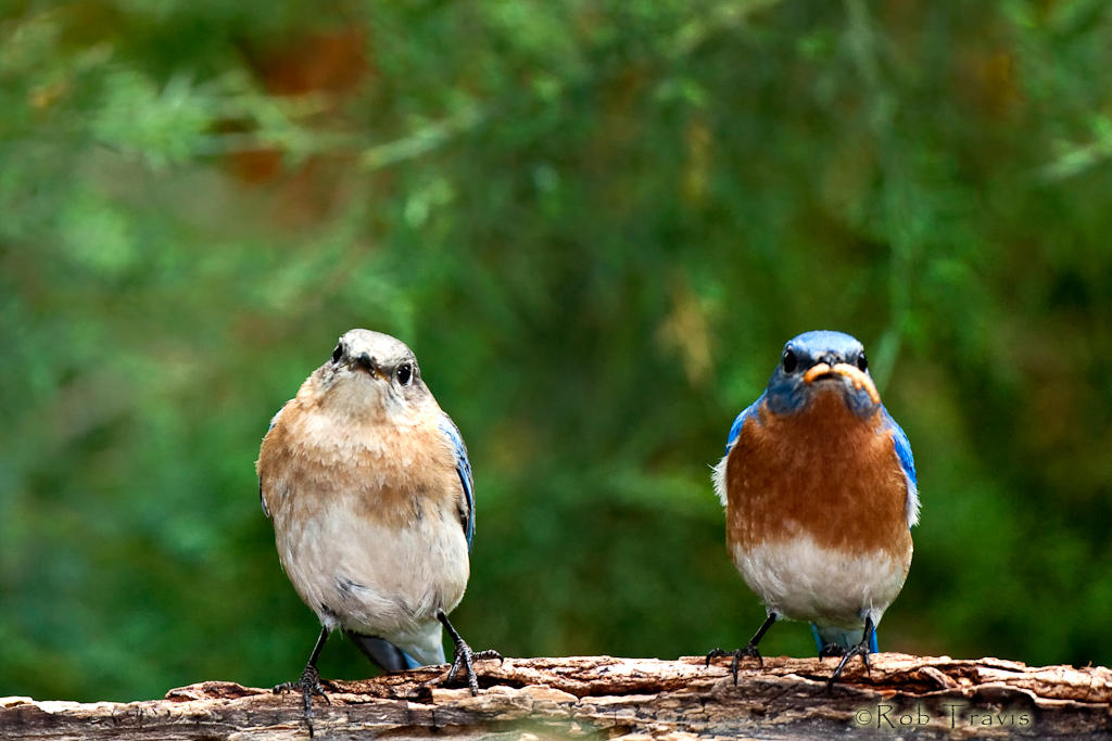 Mr and Mrs...(Bluebirds)