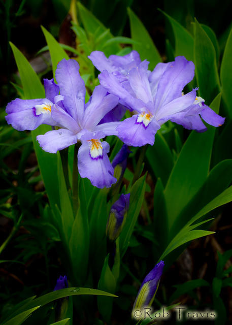 Dwarf Crested Irises 