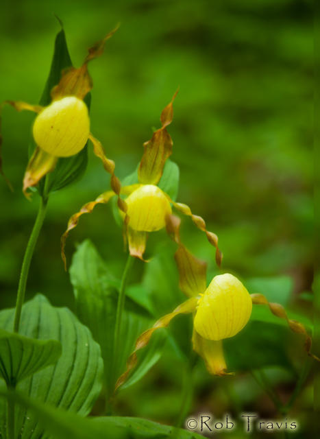 Yellow Lady Slippers