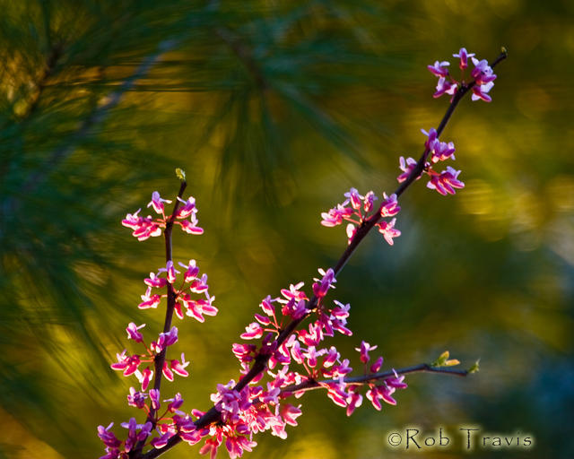 Redbud (blooming tree)