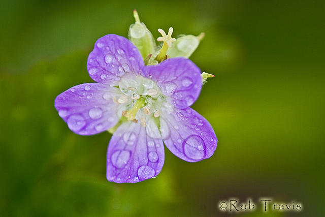 Wild Geranium after Rain