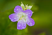 Wild Geranium after Rain