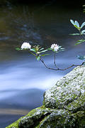 Rhododendron over Water