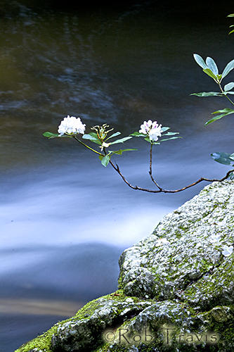 Rhododendron over Water