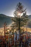 Backlit Pine in Frosty Meadow