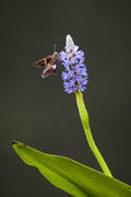 Pickerelweed...and Friend