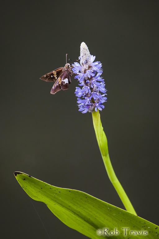 Pickerelweed...and Friend