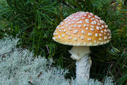 Mushroom - Fly Agaric