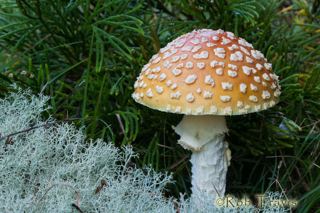 Mushroom - Fly Agaric