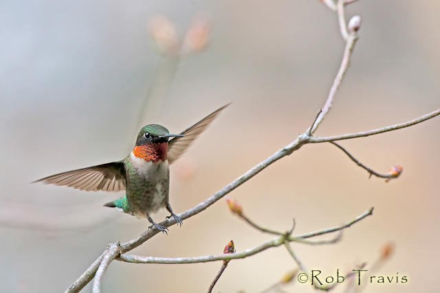 FIRST PLACE in the Birds category in the 2012 Wildlife in North Carolina Photo Contest.