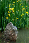 Water Iris and Rock