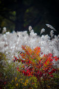 Sumac and White-Tufted Grasses