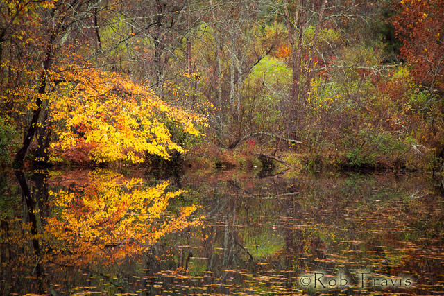 Autumn Pond Horizontal
