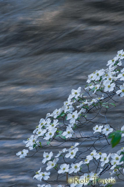 Dogwood Blooms and Colored Water