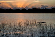 Everglades Morn. 