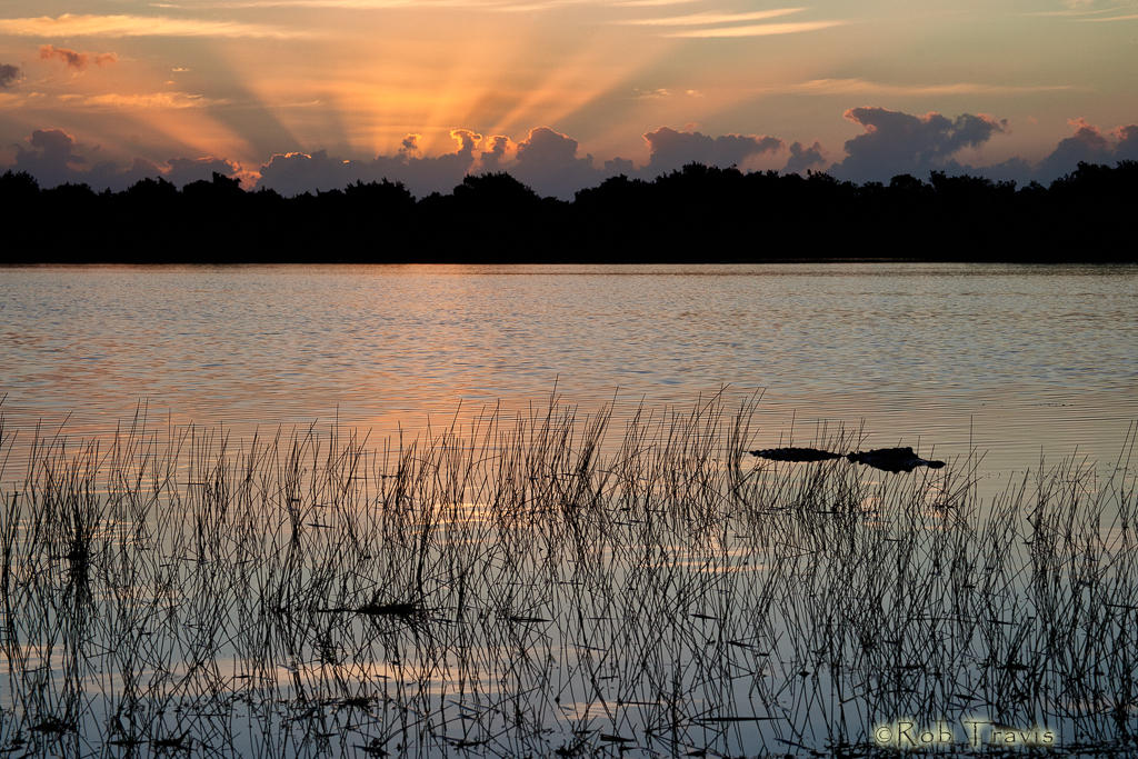 Everglades Morn. 