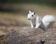 White Squirrel on Rock