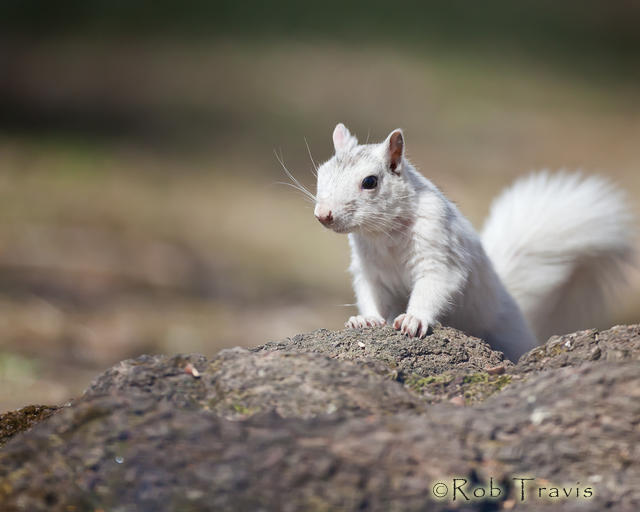 White Squirrel on Rock
