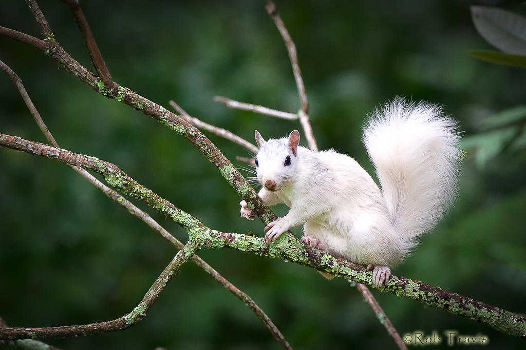 White Squirrel on Branch