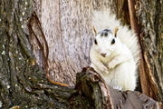 White Squirrel in Tree