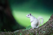 White Squirrel in Park