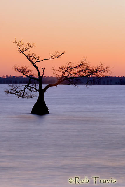 Cypress Tree, Lake Mattamuskeet, OBX