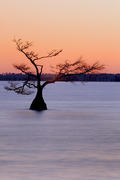 Cypress Tree, Lake Mattamuskeet, OBX