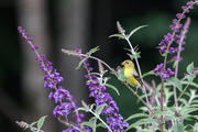 Male American Goldfinch in butterfly bush