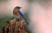 Bluebird on stump