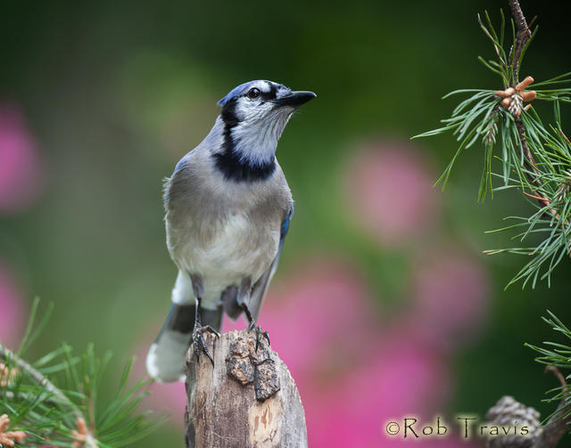 Bluejay on his perch