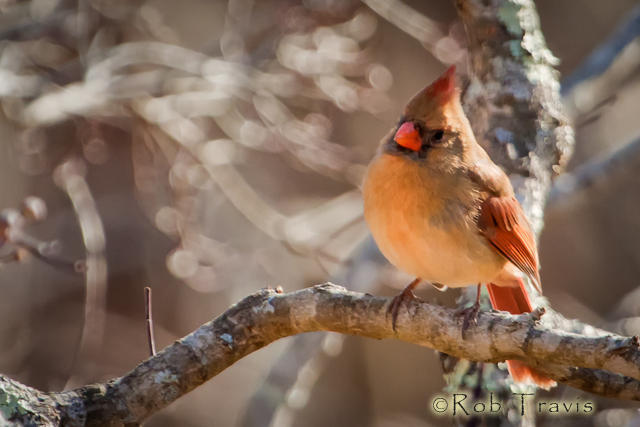Cardinal in afternoon light