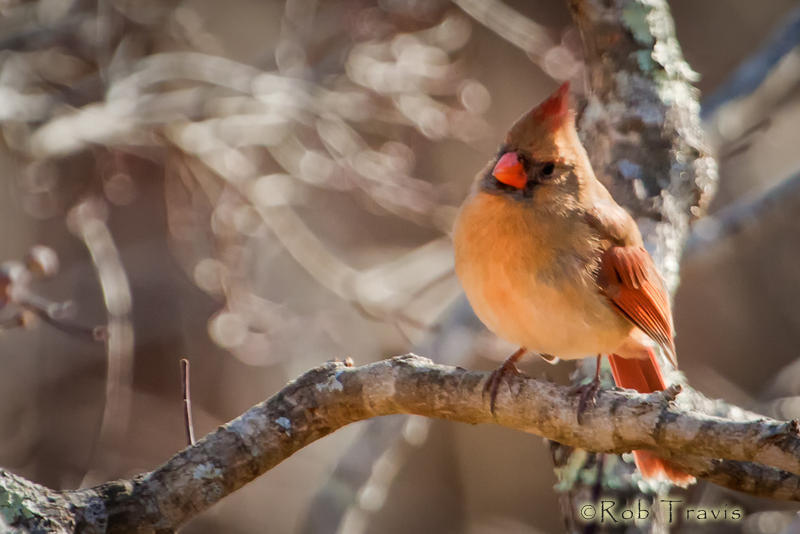 Cardinal in afternoon light