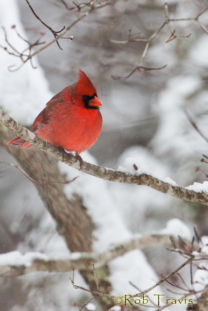 Male Cardinal on Snowy Branch (V)