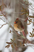 Female Cardinal on Snowy Branch
