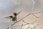 Ruby-Throated hummingbird lands on his perch