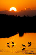 Bird Silhouettes at Sunrise