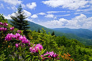 Roan Mountain in June