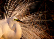 Great Egret in Afternoon Light