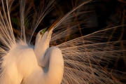 Great Egret in Afternoon Light ll