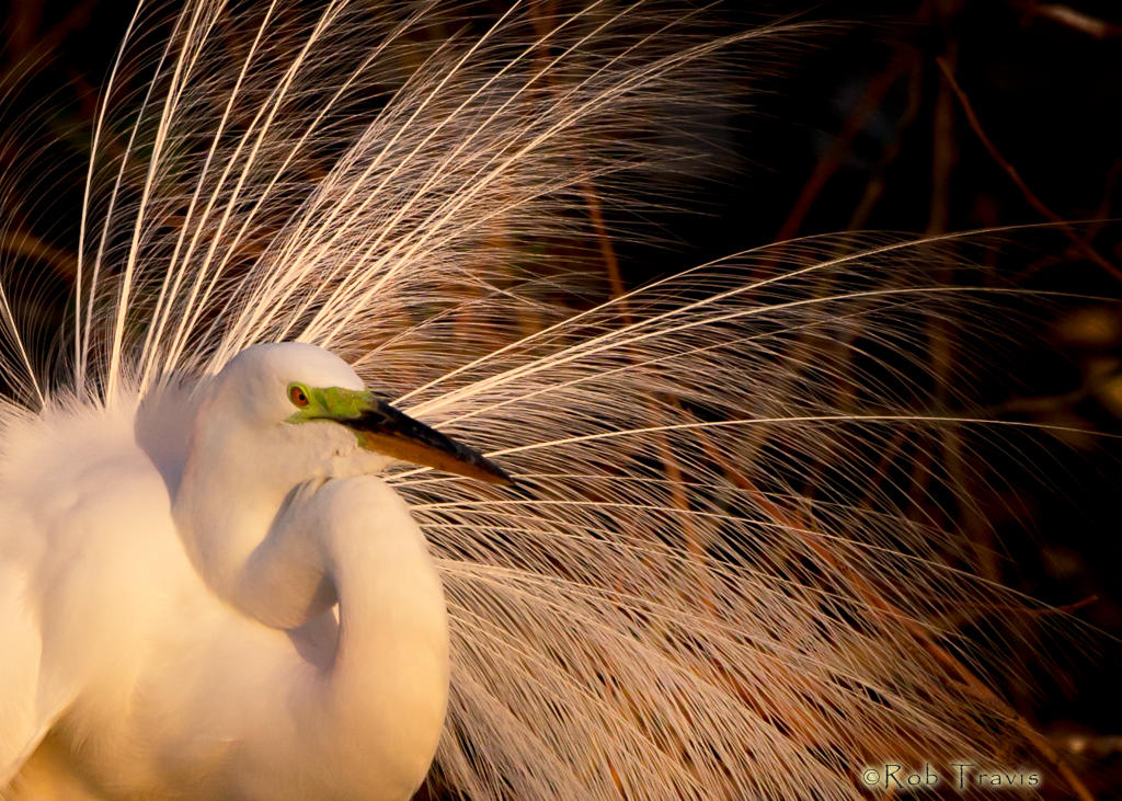 Great Egret in Afternoon Light