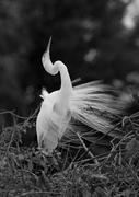 Great Egret in Breeding Plumage
